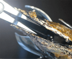 Nacriculture , or the cultivation of the pearl-bearing oysters